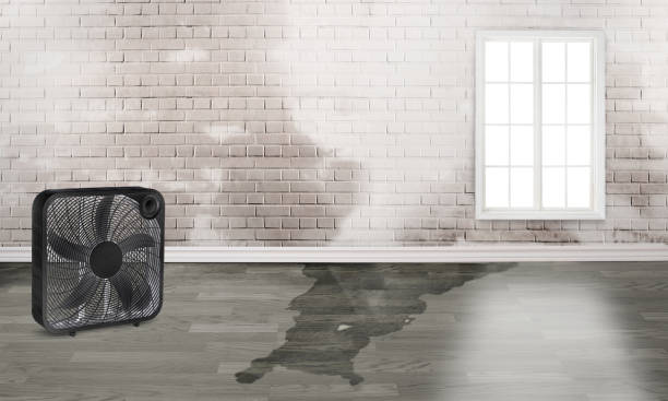 Best Professional water damage repair  in Circle D Kc Estates, TX